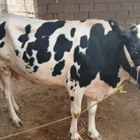گاوخارجی