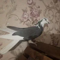 کبوتر پر (۵عدد)|پرنده|شهرکرد, |دیوار