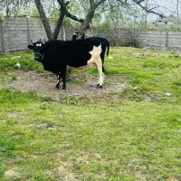 گاو حامله‌وگوساله ماده