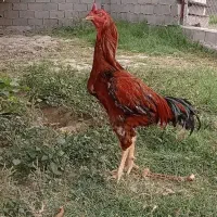 خروس لاری