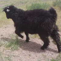 گوشت بزغاله