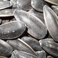 تخمه بذری مادری درشت وتخمه ریز طوطی سانان|خوردنی و آشامیدنی|قدس, شهرقدس|دیوار