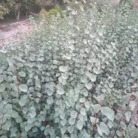 درخت ارغوان