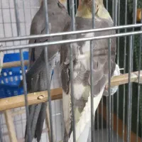 عروس هلندی دستی سخنگو ...|پرنده|ری, دولت‌آباد|دیوار