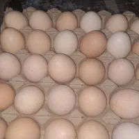 تخم مرغ محلی|خوردنی و آشامیدنی|ارومیه, |دیوار