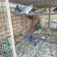 کبوتر پرشی|پرنده|خوانسار, |دیوار