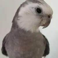 طوطی  عروس هلندی