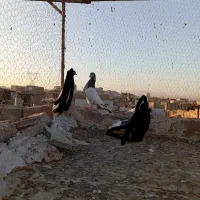 کفتر گرفتنی|پرنده|قم, شاد قلی|دیوار