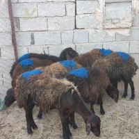 بره ماده شیشک قزل افشار