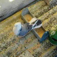 کفتر پشت سبز