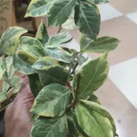 یاس جاسمین|گل و گیاه طبیعی|کرمان, |دیوار