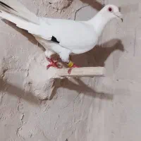 کفتر سار