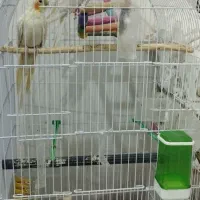 عروس هلندی لوتینو گل باقالی|پرنده|مشهد, شهید علی محمدی|دیوار