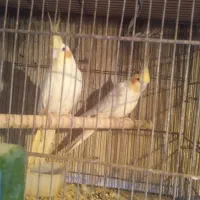 جفت لوتینو .قفس.کبوتر.لونه پرنده|پرنده|بوشهر, |دیوار