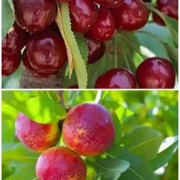 فروش نهال گیلاس و شلیل شناسه دار