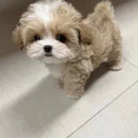 توله شیتزو سوپر فلت|سگ|شیراز, دروازه قران|دیوار