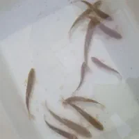 ماهی|ماهی|سبزوار, امام خمینی (ناوی)|دیوار