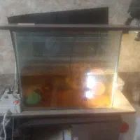 اکواریوم