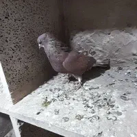 کفتر یا کبوتر