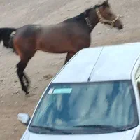 اسب