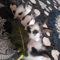 ۵ تا خر گوش|موش و خرگوش|چالوس, |دیوار