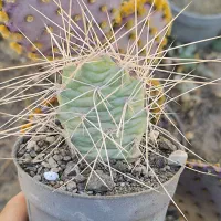 گل گیاه طبیعی کاکتوس|گل و گیاه طبیعی|محمدیه-قزوین, |دیوار