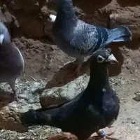 کفتر کاکلی|پرنده|تایباد, |دیوار