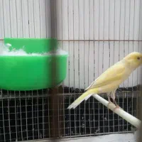 قناری|پرنده|مشهد, ثامن|دیوار