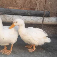 اردک دوعدد