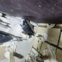 ریش نر|پرنده|بم, |دیوار