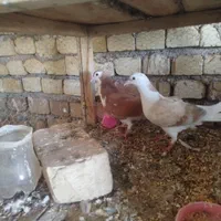 یک جفت جوجه طاقی
