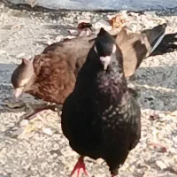 کبوتر زاغ اصل جفتی یک تومن|پرنده|یاسوج, |دیوار