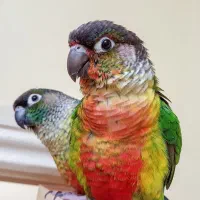 گرینچیک گم شده
