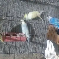 مرغ عشق زیبا و خوشگل