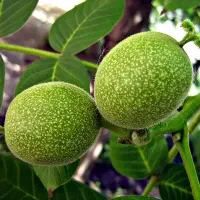 باغ-گردو