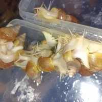 حلزون اچاتینا آلبینو|خزنده|شیراز, شهرک گلستان|دیوار