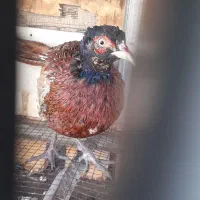 خروس|حیوانات مزرعه|مینودشت, |دیوار