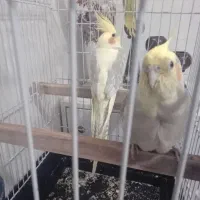 طوطی برزیلی و عروس هلندی|پرنده|تهران, گلاب دره|دیوار