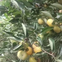 فروش یا معاوضه ملک در فرج آباد چالوس|فروش خانه و ویلا|چالوس, |دیوار