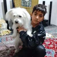 سگ باهوش|سگ|قوچان, |دیوار