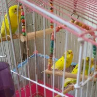 مرغ عشق رام و زیبا|پرنده|رشت, گلزاران|دیوار