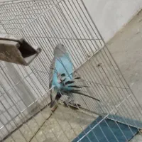 مرغ عشق خوش رنگ