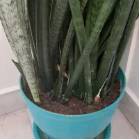 گلدان سانسوریا