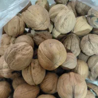 گردو درجه یک روغنی سفید