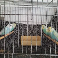 مرغ عشق رنگین کمانی