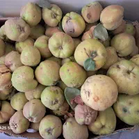 بِه باغی ارگانیک