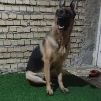 ژرمن شیپر ماده|سگ|بندر ماهشهر, |دیوار