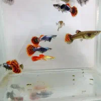 ماهی گوپی بیگ ایر|ماهی|شهرضا, |دیوار