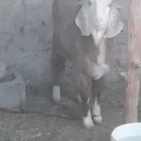 بز نر|حیوانات مزرعه|کرباسک, |دیوار