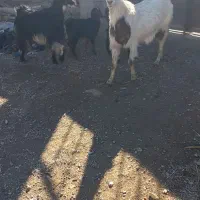 بز کره دار گوش کر ترکی